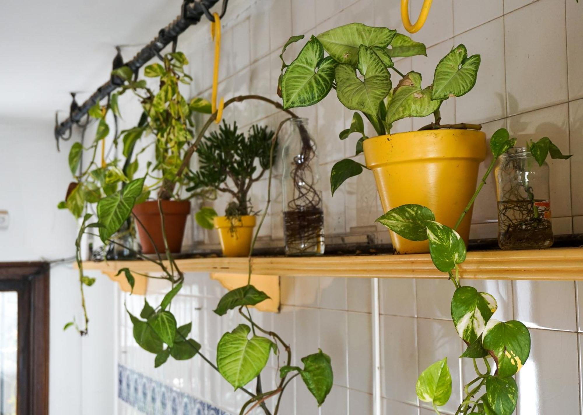 Yunga Hostel Salta Ngoại thất bức ảnh